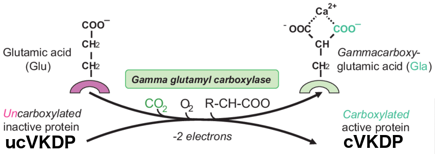 VKDP-gamma-carboxyglutamic-acid-Gla-proteins