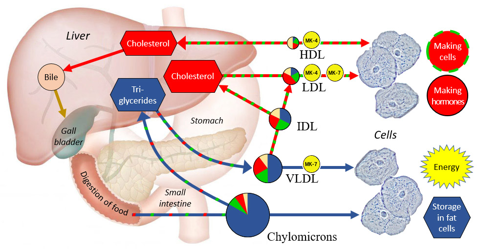 Vitamin-K-lipoproteins