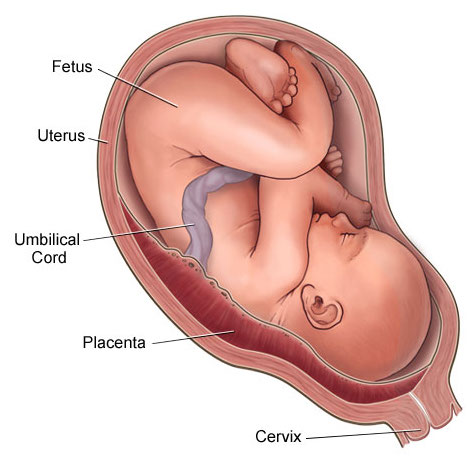 placenta-vitamin k2